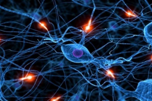 Миші допомогли знайти перемикач побоювань у мозку Миші допомогли знайти перемикач побоювань у мозку